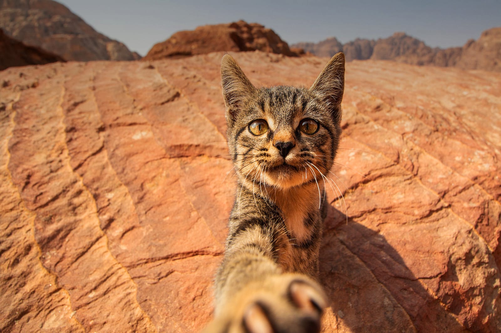 Chat dans un canyon